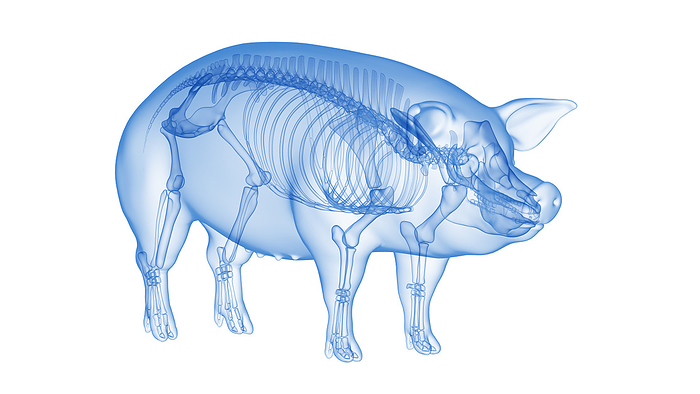 Pig skeleton, illustration Pig skeleton, illustration., by SEBASTIAN KAULITZKI SCIENCE PHOTO LIBRARY