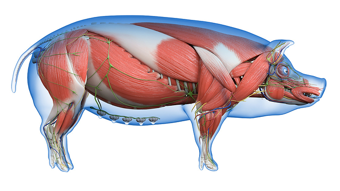 Pig anatomy, illustration Pig anatomy, illustration., by SEBASTIAN KAULITZKI SCIENCE PHOTO LIBRARY
