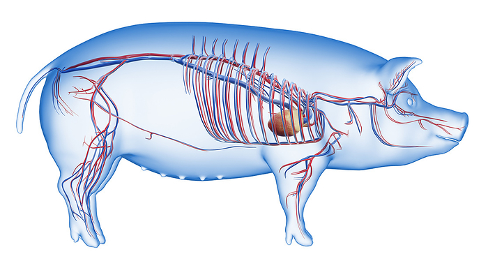Pig vascular system, illustration Pig vascular system, illustration., by SEBASTIAN KAULITZKI SCIENCE PHOTO LIBRARY