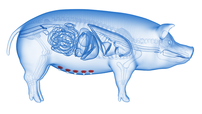 Pig mammary glands, illustration Pig mammary glands, illustration., by SEBASTIAN KAULITZKI SCIENCE PHOTO LIBRARY