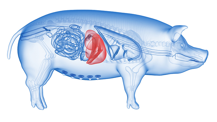 Pig liver, illustration Pig liver, illustration., by SEBASTIAN KAULITZKI SCIENCE PHOTO LIBRARY