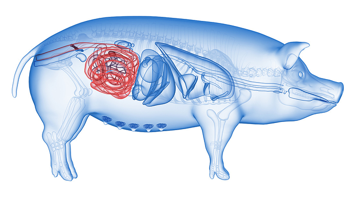 Pig colon, illustration Pig colon, illustration., by SEBASTIAN KAULITZKI SCIENCE PHOTO LIBRARY