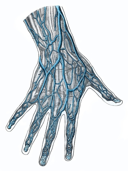 Superficial veins of the hand, illustration Superficial veins of the hand, illustration., by MICROSCAPE SCIENCE PHOTO LIBRARY
