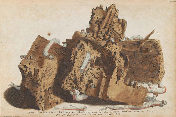 Timber from a dike affected by shipworm, illustration 18th century Dutch illustration showing oak wood from a sea dike damaged by the common shipworm  Teredo navalis  mollusc. Shipworms can live and bore into submerged timber. During the early 1730s, shipworms caused a crisis damaging timber sea dikes, which later had to be faced with stones. Artwork by Dutch artist Jan Ruyter c. 1731 1735., by Rijksmuseum SCIENCE PHOTO LIBRARY