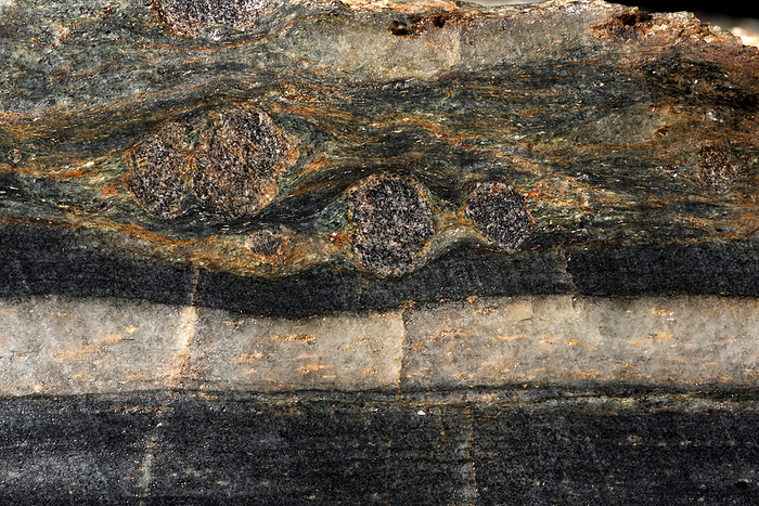 Gneiss Macrophotograph of gneiss from Mutegg, Ulten, South Tyrol, Italy. Gneiss is a common and widely distributed metamorphic rock. It is formed by high temperature and high pressure metamorphic processes acting on formations composed of igneous or sedimentary rocks. Gneiss nearly always has a banded texture characterised by alternating darker and lighter bands, without a distinct foliation. The darker bands contain more mafic minerals, such as magnesium and iron. The lighter bands contain relatively more felsic minerals, such as silicon, oxygen, aluminium, sodium, and potassium. Magnification: x4 when printed at 15 centimetres wide., by EYE OF SCIENCE SCIENCE PHOTO LIBRARY