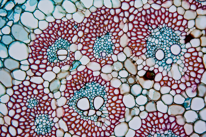 Banana  Musa sp.  fruit stalk, light micrograph Bright field light micrograph of a cross section through the fruit stalk of a banana. As usual in monocotyledonous plants, the vascular bundles are distributed in the parenchyma. By staining with safranin and aniline blue, lignified cell walls show a red staining, non lignified cell walls a blue staining. Magnification: x150 at a print width of 10 centimetres., by GERD GUENTHER SCIENCE PHOTO LIBRARY