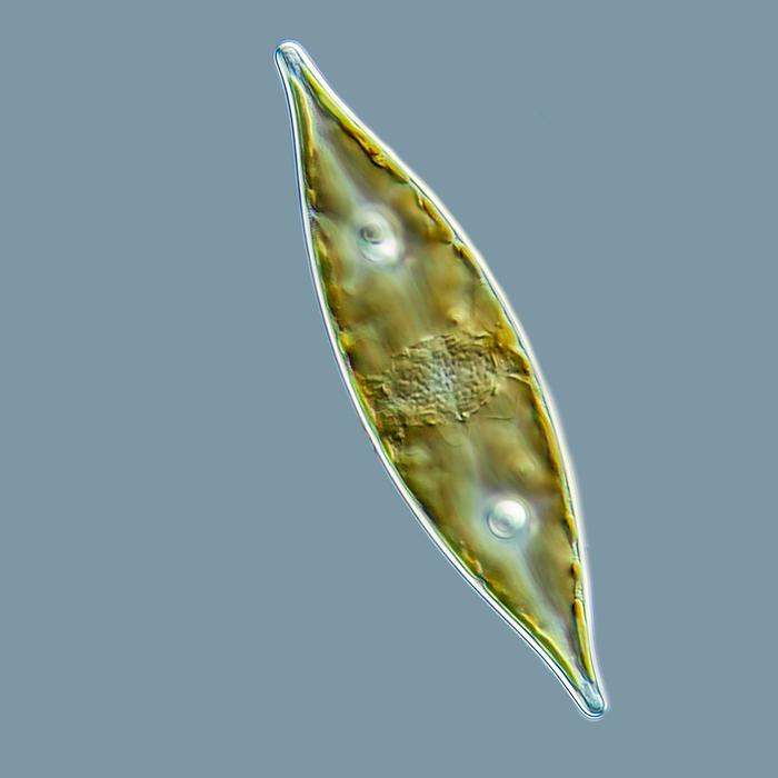 Craticula freshwater diatom, light micrograph Differential interference contrast  DIC  light micrograph of the freshwater diatom Craticula sp. Craticula belongs to the pennate diatoms  Penna: Latin for feather . The single cells contain wall bound chloroplasts whose brown colour is caused by the dye fucoxanthin. Here the cell is seen in shell view. The focus is on the inside of the cell with the chloroplasts and two lipid droplets. In the centre of the cell around the nucleus, various Golgi vesicles can be seen. Magnification: x600 at a print width of 10 centimetres., by GERD GUENTHER SCIENCE PHOTO LIBRARY