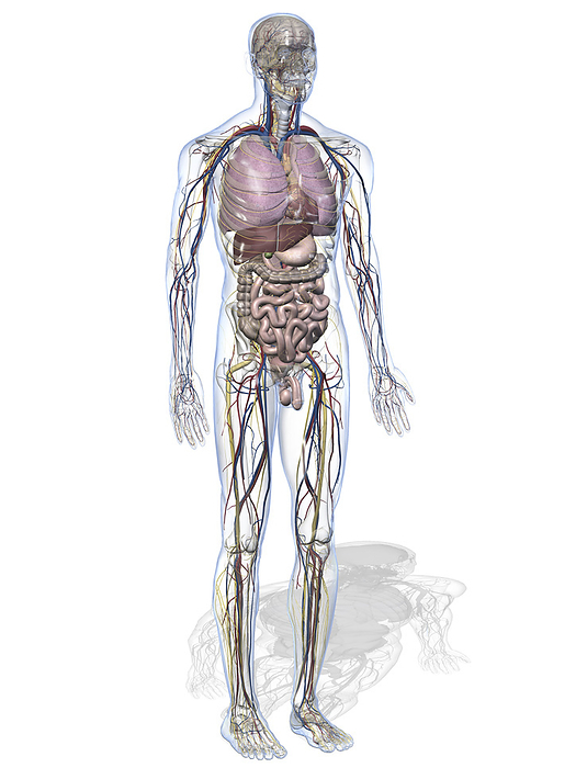 Male anatomy, illustration Illustration of the male human anatomy. The most solid parts are the inner organs with lungs, heart, liver, stomach, intestines and the urogenital organs shown. In the cardiovascular system is veins are and arteries are red. The nervous system  except the brain  is yellow. The skeletal system is transparent. Not shown here are the muscles and the lymphatic system., by SIMONE ALEXOWSKI   SCIENCE PHOTO LIBRARY