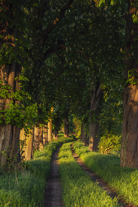 Rural dirt road lined with horse chestnut trees (Aesculus Hippocastanum) in summer