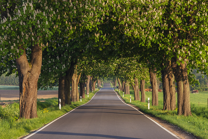 Asphalt road lined with horse chestnut trees (Aesculus Hippocastanum) in summer
