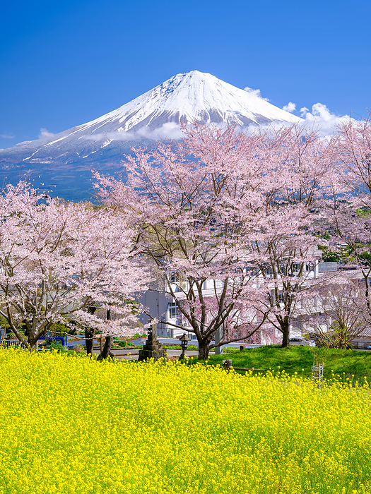 Shizuoka Prefecture: Cherry blossoms, rape blossoms and Mt.
