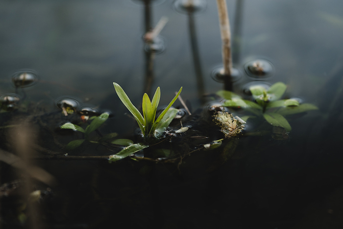 lake flowers with deep black water underneath, Photo by Johannes Rapprich