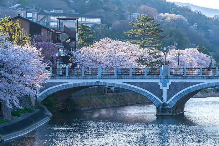 Cherry blossoms in Kanazawa, Ishikawa