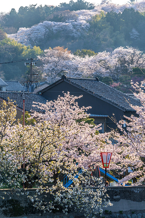 Cherry blossoms in Kanazawa, Ishikawa