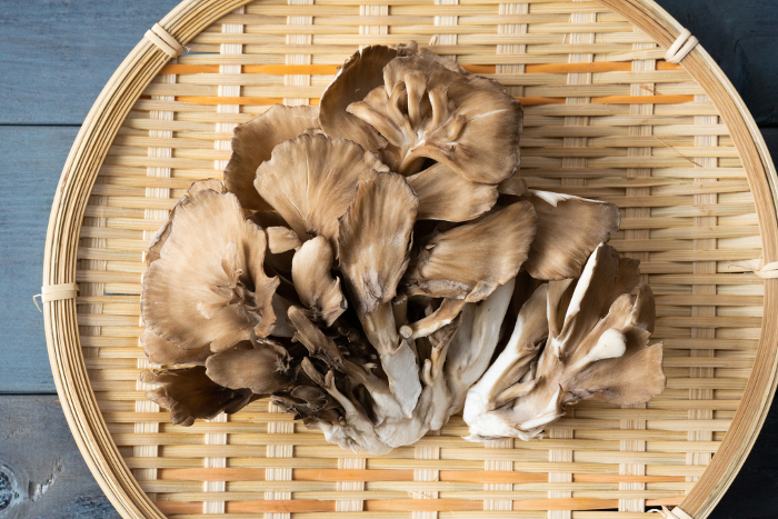 hen-of-the-woods (species of polypore mushroom, Grifola frondosa)