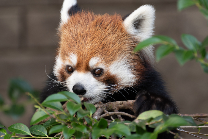red panda (Ailurus fulgens)