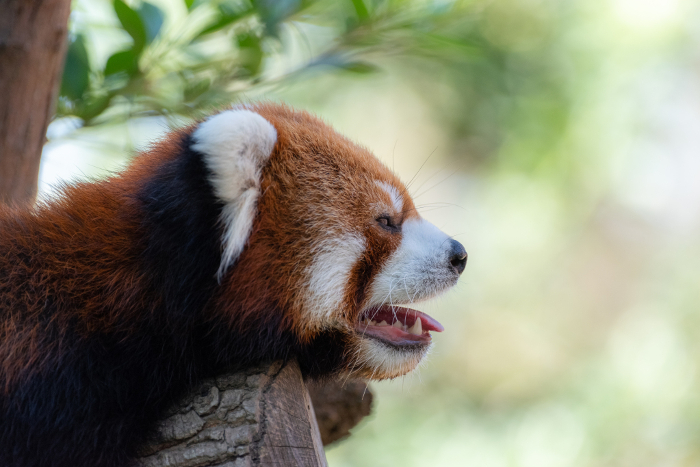 red panda (Ailurus fulgens)