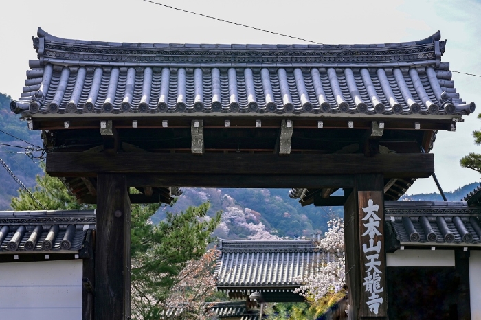 Kyoto] Arashiyama, Sagano, Tenryu-ji Temple's gate and weeping cherry blossoms in full bloom are big and beautiful.