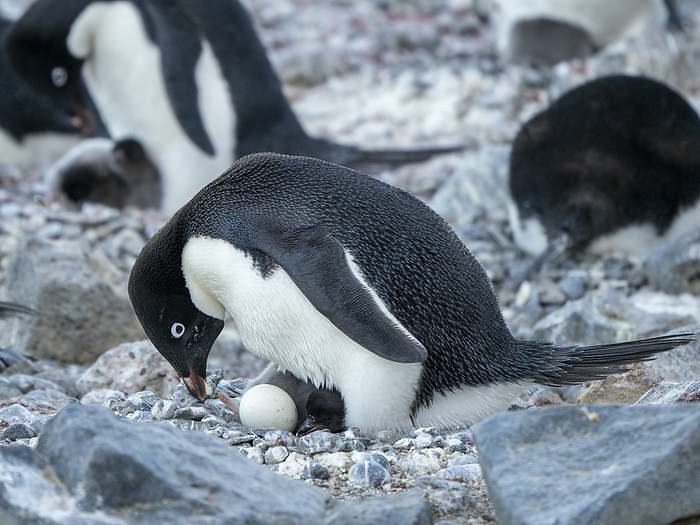 Ad lie penguin, Pygoscelis adeliae, parent on.a chick and egg at Brown Bluff, Antarctic Sound, Antarctica. Adelie penguin  Pygoscelis adeliae , parent on a chick and egg at Brown Bluff, Antarctic Sound, Antarctica, Polar Regions, Photo by Michael Nolan