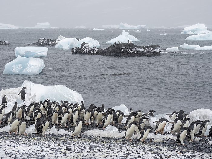 Ad lie penguins, Pygoscelis adeliae, marching on the beach at Brown Bluff, Antarctic Sound, Antarctica. Adelie penguins  Pygoscelis adeliae , marching on the beach at Brown Bluff, Antarctic Sound, Antarctica, Polar Regions, Photo by Michael Nolan