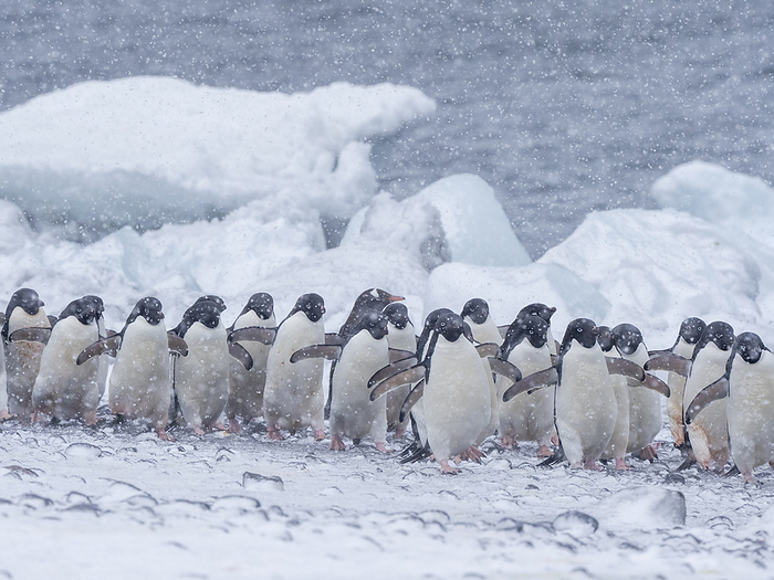 Ad lie penguins, Pygoscelis adeliae, marching on the beach at Brown Bluff, Antarctic Sound, Antarctica. Adelie penguins  Pygoscelis adeliae , marching on the beach at Brown Bluff, Antarctic Sound, Antarctica, Polar Regions, Photo by Michael Nolan