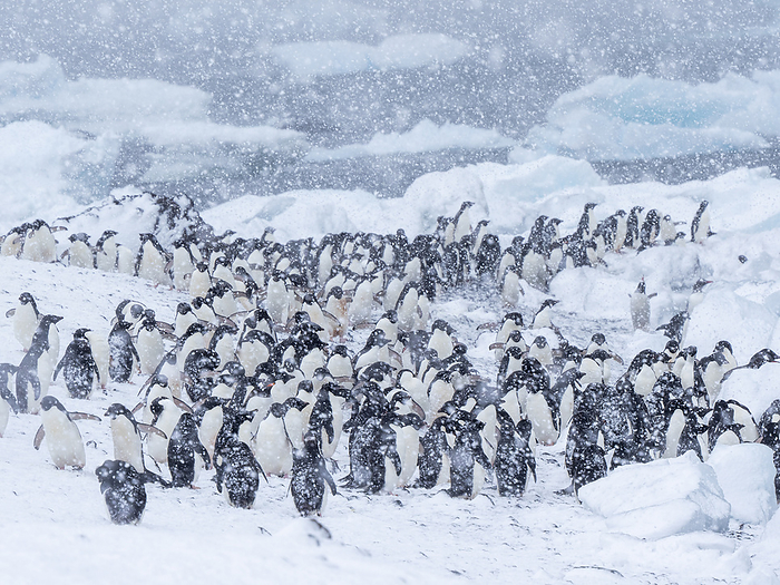 Ad lie penguins, Pygoscelis adeliae, marching on the beach in a snowstorm, Brown Bluff, Antarctic Sound, Antarctica. Adelie penguins  Pygoscelis adeliae , marching on the beach in a snowstorm, Brown Bluff, Antarctic Sound, Antarctica, Polar Regions, Photo by Michael Nolan