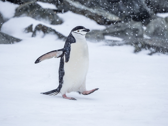 Adult chinstrap penguin, Pygoscelis antarcticus, walking in the snow on Half Moon Island, South Shetlands, Antarctica. Adult chinstrap penguin  Pygoscelis antarcticus  walking in the snow on Half Moon Island, South Shetlands, Antarctica, Polar Regions, Photo by Michael Nolan