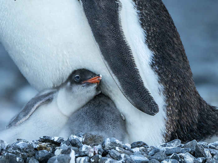 An adult gentoo penguin, Pygoscelis papua, with chicks at Brown Bluff, Antarctic Sound, Antarctica. An adult gentoo penguin  Pygoscelis papua , with chicks at Brown Bluff, Antarctic Sound, Antarctica, Polar Regions, Photo by Michael Nolan