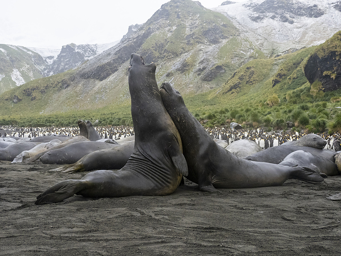 Young Southern elephant seal, Mirounga leonina, bulls mock fighting at Gold Harbour, South Georgia. Young Southern elephant seal  Mirounga leonina  bulls mock fighting at Gold Harbour, South Georgia, South Atlantic, Polar Regions, Photo by Michael Nolan