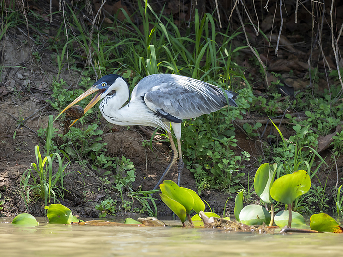 Adult cocoi heron, Ardea cocoi, with a fish on the Rio Negrio, Mato Grosso, Pantanal, Brazil. Adult cocoi heron  Ardea cocoi , with a fish on the Rio Negro, Mato Grosso, Pantanal, Brazil, South America, Photo by Michael Nolan