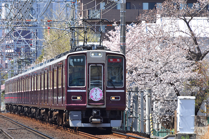 Hyogo Hankyu Railway Series 8000 Limited Express and cherry blossoms in full bloom  with Sakura head mark  Taken at Okamoto Station   Ashiyagawa Station