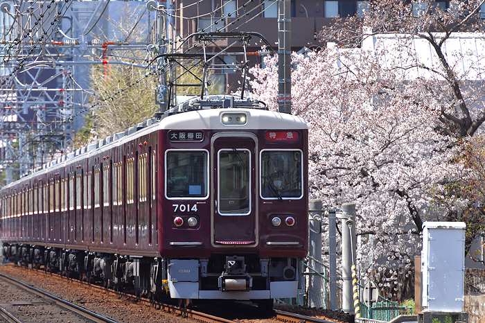 Hankyu Railway Series 7000 Limited Express and Cherry Blossoms in Full Blossom, Hyogo Prefecture Taken at Okamoto Station   Ashiyagawa Station