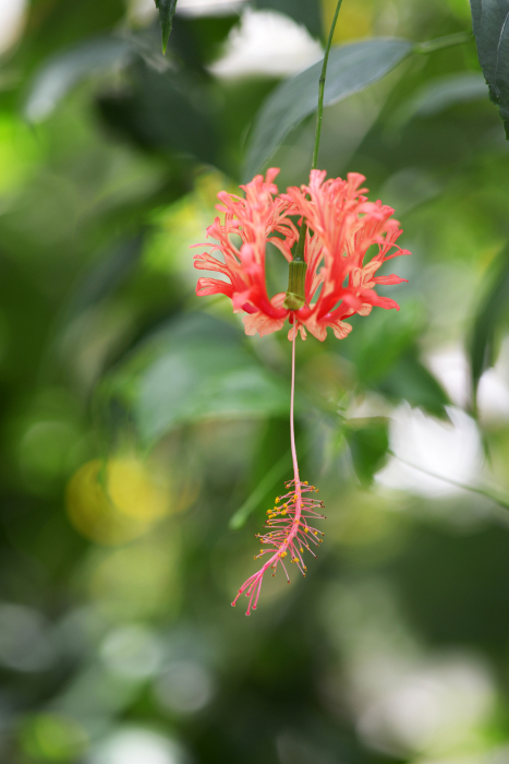 Parnassius stubbendorfii (species of swallowtail)