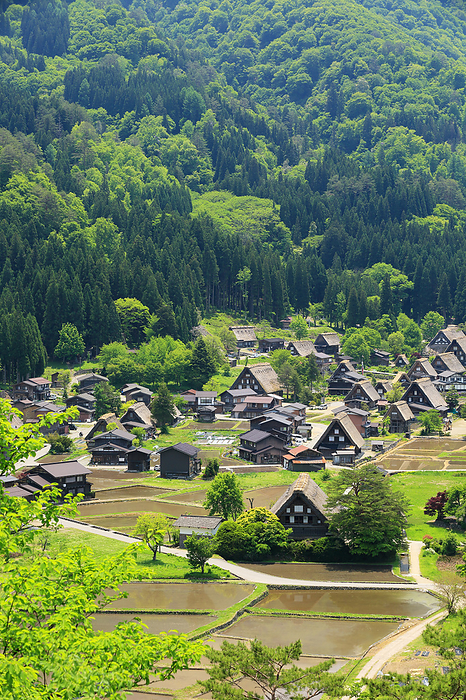 Ogimachi Gassho-Zukuri Village in fresh green Shirakawa-go, Gifu Prefecture