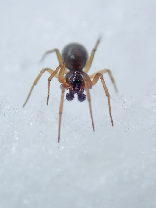 Cosalagidae ♂, perhaps lured by the warmth, on the snow