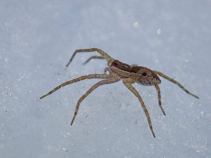 A white-bellied spider on the snow, perhaps lured by the warmth of the weather.