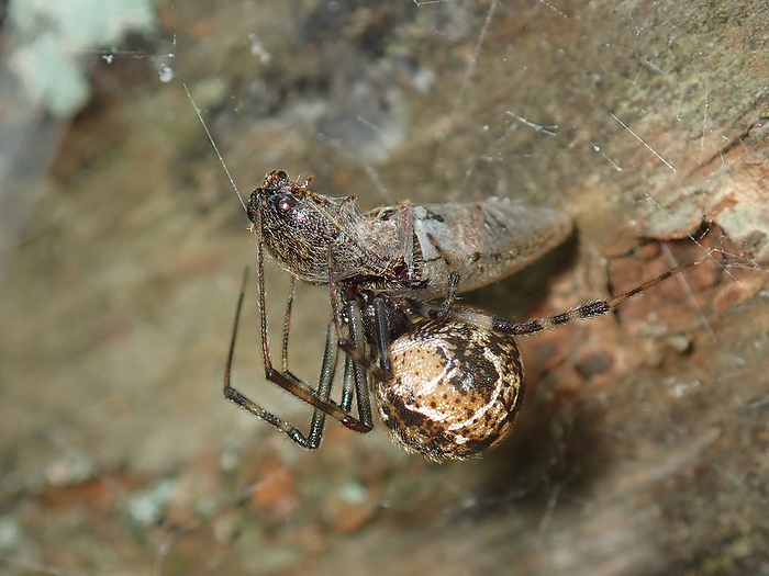 Streak spider, preying on a rice beetle.