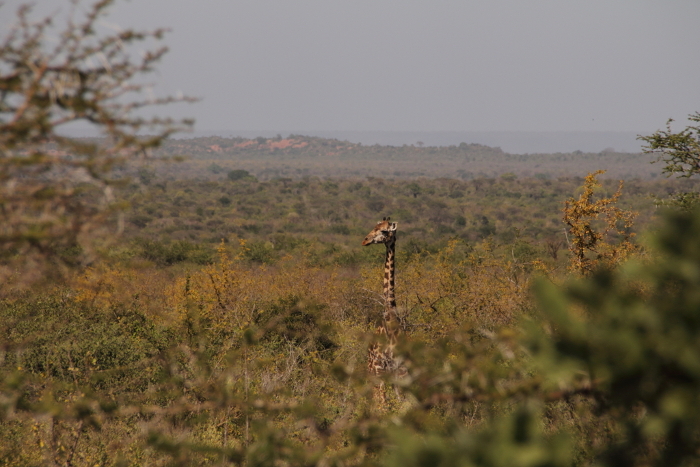 Giraffe taller than a tree
