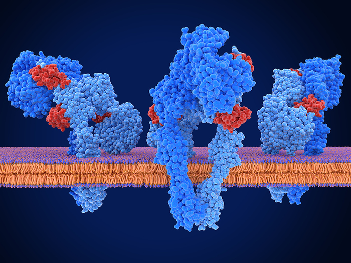 Active insulin receptors, illustration Active insulin receptors, illustration. Each insulin receptor  blue  is a transmembrane protein, that has become activated through the binding of insulin  red . Insulin binding induces structural changes within the receptor. These changes trigger a biochemical chain of events inside the cell  signal transduction , that finally leads to the transport of glucose into the cell via activation of glucose transporters  channel proteins, not seen ., by JUAN GAERTNER SCIENCE PHOTO LIBRARY