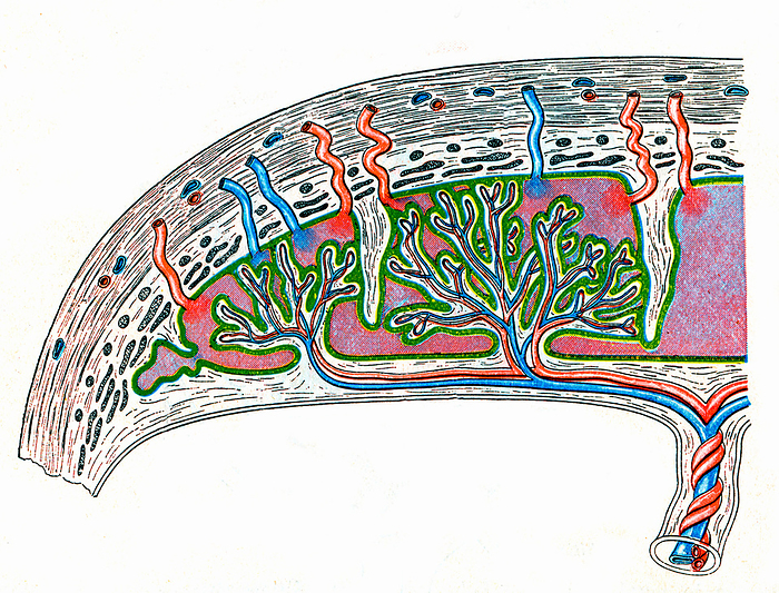 Placental circulation, illustration Placental circulation, illustration. The umbilical arteries  red  and veins  blue  terminate in the placenta as tree like villi. Between the villi are the blood filled intervillous spaces lined with trophoblast tissue  green . In these spaces blood is in continuity with maternal uterine vessels  red, blue  arising from the uterine tissues in which the placenta is embedded. From Gray, H,  1918  Anatomy descriptive and applied. 20th ed. Longmans Green, London., by MICROSCAPE SCIENCE PHOTO LIBRARY