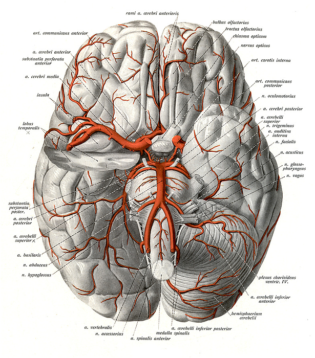 Arteries at base of brain, illustration Arteries at the base of the brain. Illustration showing the branching patterns of the internal carotid  from the common carotid  and vertebral arteries  from the subclavian  supplying the base of the brain. In the centre, surrounding the pituitary hypophyseal region, the arteries from left and right join together to form the arterial circle of Willis. From Sobotta, J.  1906  Atlas der deskriptiven Anatomie des Menschen. Vol.3, Lehmann, Munich., by MICROSCAPE SCIENCE PHOTO LIBRARY