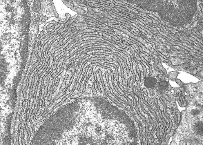 Rough endoplasmic reticulum, TEM Transmission electron micrograph  TEM  of the ultrastructure of rough endoplasmic reticulum  rough ER  comprised of flat membrane sacs called cisternae, with attachment of ribosomes on the cytoplasmic face of the membrane. The quantity of rough ER in a cell is indicative of the level of protein synthesis. Magnification: x16,500 when printed at a width of 10cm., by MICROSCAPE SCIENCE PHOTO LIBRARY