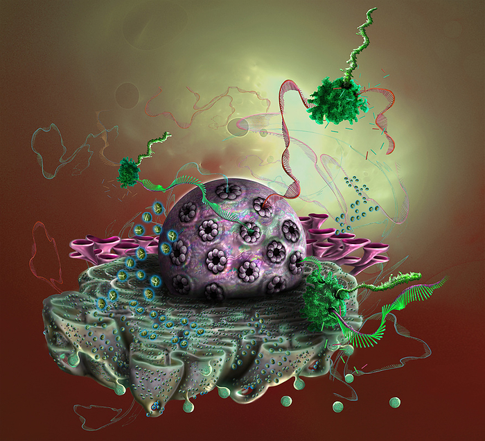 Protein synthesis, illustration Illustration showing proteins being synthesised by ribosomes  green spheres  receiving mRNA  messenger ribonucleic acid  strands. The instructions for building the proteins are encoded in these strands of mRNA that originate in the cell nucleus  purple , and is a copy of the information coded in DNA  deoxyribonucleic acid  in the nucleus. The mRNA is shown emerging from nuclear pores., by KEITH CHAMBERS SCIENCE PHOTO LIBRARY