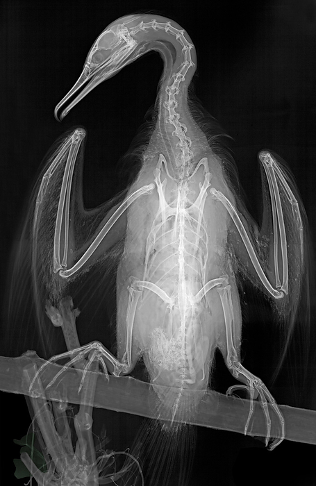 Cormorant, X ray Cormorant  Family Phalacrocoracidae  perched on a branch, coloured X ray., by ARIE VAN  T RIET   SCIENCE PHOTO LIBRARY