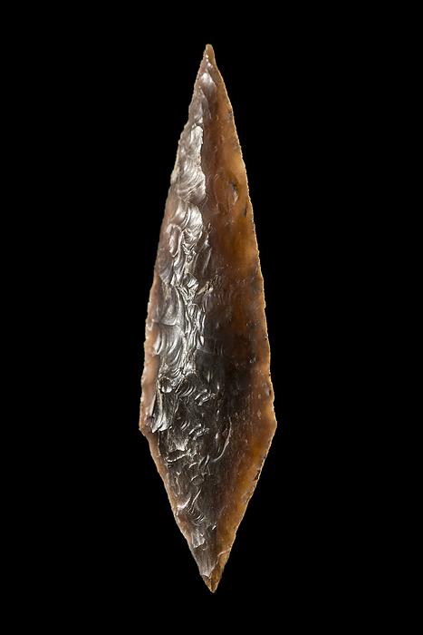 Flint arrowhead Flint arrowhead., by PHILIPPE PSAILA SCIENCE PHOTO LIBRARY