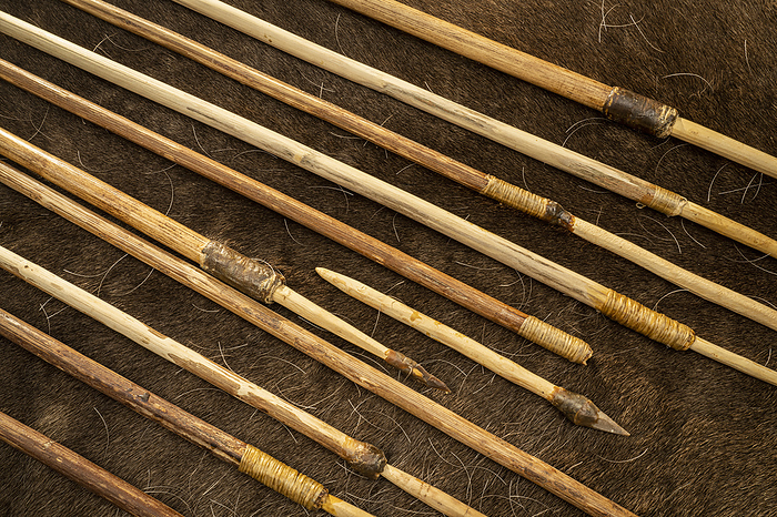 Prehistoric arrows Prehistoric arrows., by PHILIPPE PSAILA SCIENCE PHOTO LIBRARY