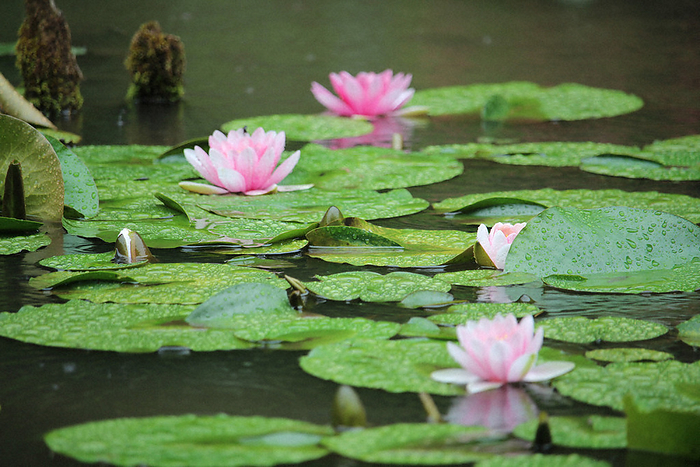 Water lilies blooming in the rainy season rain Water lilies blooming under the rain of the rainy season in Tsuru City on June 6, 2022 at 1:25 a.m. Photo by Toshio Odagiri at 1:25 a.m.