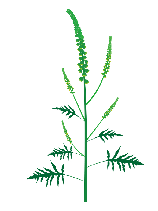 Clip art of ragweed Allergenic plant for pollinosis
