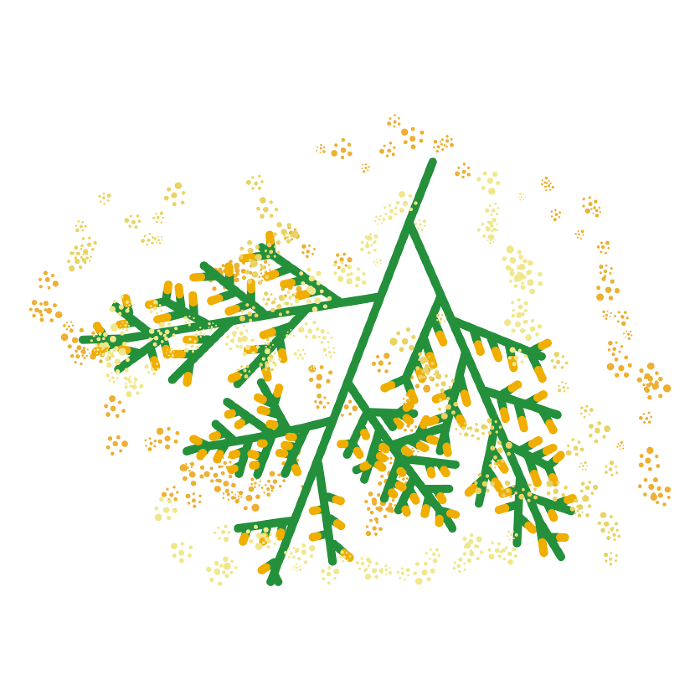 Clip art of allergenic plant for pollinosis Hinoki