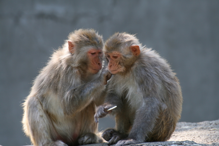 Two rhesus monkeys getting along well